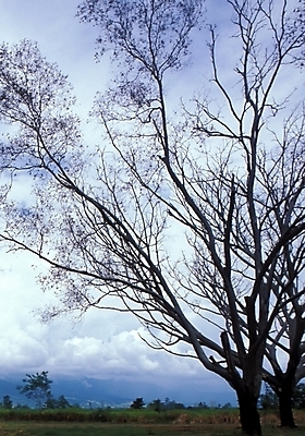 포토 JPG 주간 나무 식물 구름 해외풍경 해외 바다 섬 자연 하늘 풍경 사람없음 야외 파푸아뉴기니 뉴기니 국내포토 자연요소 오세아니아 생태계 파일형식
