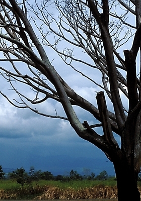 포토 JPG 주간 나무 식물 구름 해외풍경 해외 바다 섬 자연 하늘 풍경 사람없음 야외 파푸아뉴기니 뉴기니 국내포토 자연요소 오세아니아 생태계 파일형식