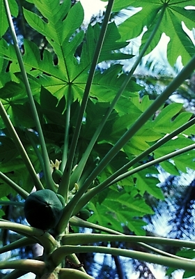 포토 JPG 주간 나무 식물 해외풍경 해외 자연 사람없음 야외 야자수 파푸아뉴기니 뉴기니 국내포토 자연요소 풍경 오세아니아 생태계 파일형식