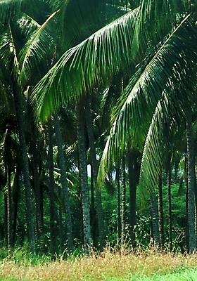 포토 JPG 주간 나무 식물 해외풍경 해외 자연 풍경 사람없음 야외 야자수 숲 파푸아뉴기니 뉴기니 국내포토 자연요소 오세아니아 생태계 파일형식