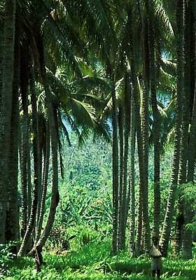포토 JPG 주간 나무 식물 해외풍경 해외 자연 풍경 사람없음 야외 야자수 숲 파푸아뉴기니 뉴기니 국내포토 자연요소 오세아니아 생태계 파일형식