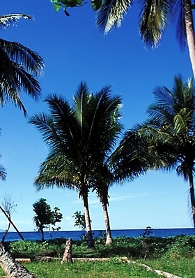 포토 JPG 주간 나무 식물 해외풍경 해외 바다 섬 여행 자연 하늘 풍경 사람없음 야외 야자수 휴양지 파푸아뉴기니 뉴기니 국내포토 자연요소 장소 오세아니아 생태계 파일형식