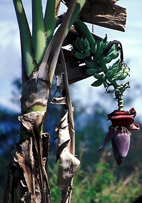 포토 JPG 주간 식물 해외풍경 해외 꽃 자연 사람없음 야외 파푸아뉴기니 뉴기니 국내포토 자연요소 풍경 오세아니아 생태계 파일형식
