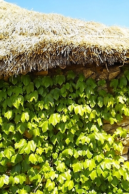 포토 JPG 주간 식물 전통 시설물 현대건축 건축 배경화면 백그라운드 고건축 잎 자연 주택 한국 돌담 초가집 풍경 사람없음 야외 관광지 담장 건축부분 담쟁이덩굴 덩굴 국내포토 자연요소 건축물 아시아 여행 한옥 건물 돌_바위 생태계 파일형식