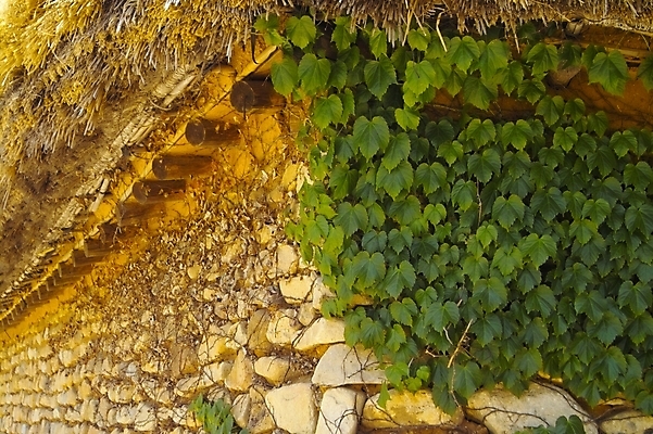 포토 JPG 주간 전통 시설물 건축물 건축 고건축 한국건축 자연 주택 한국 초가집 풍경 사람없음 야외 건물 관광지 동양건축 덩굴 처마 낙안읍성 국내포토 자연요소 식물 아시아 여행 한옥 생태계 순천 파일형식 동양