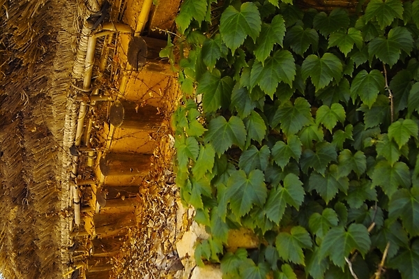 포토 JPG 주간 전통 시설물 건축물 건축 고건축 한국건축 자연 주택 한국 초가집 풍경 사람없음 야외 건물 관광지 동양건축 덩굴 처마 낙안읍성 국내포토 자연요소 식물 아시아 여행 한옥 생태계 순천 파일형식 동양