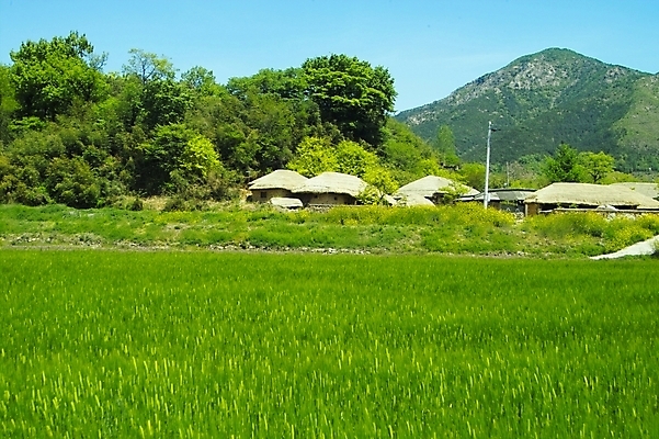 포토 JPG 주간 나무 식물 전통 건축물 사계절 계절 건축 백그라운드 고건축 밭 농업 자연 산 주택 한국 논 초가집 풍경 사람없음 야외 건물 여름 관광지 보리 보리밭 국내포토 자연요소 산업 아시아 여행 한옥 곡류 생태계 파일형식