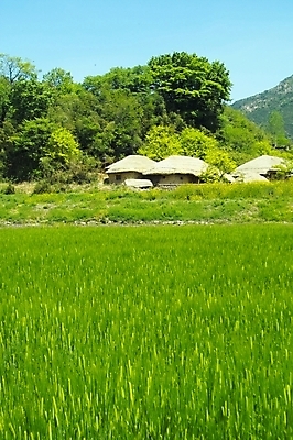 포토 JPG 주간 나무 식물 전통 건축물 사계절 계절 건축 백그라운드 고건축 밭 농업 자연 산 주택 한국 논 초가집 풍경 사람없음 야외 건물 여름 관광지 보리 보리밭 국내포토 자연요소 산업 아시아 여행 한옥 곡류 생태계 파일형식