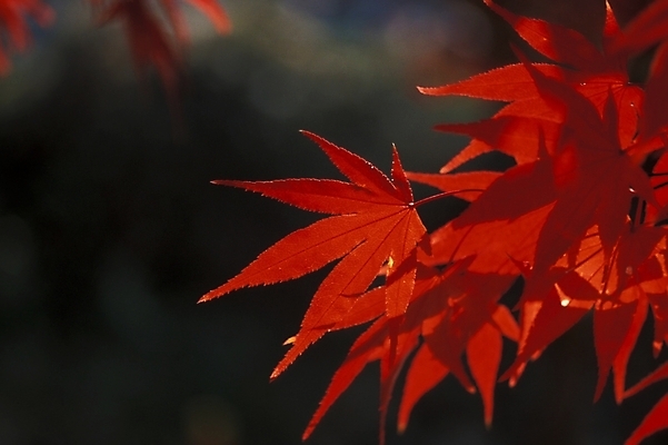 포토 JPG 주간 나무 식물 사계절 계절 단풍 낙엽 자연 단풍나무 나뭇잎 사람없음 야외 가을 국내포토 자연요소 잎 생태계 파일형식