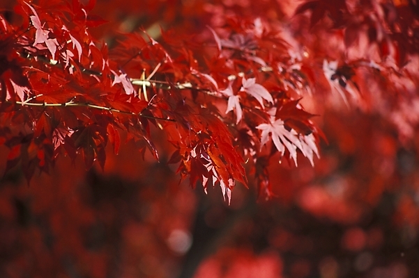 포토 JPG 주간 나무 식물 사계절 계절 단풍 낙엽 자연 단풍나무 나뭇잎 사람없음 야외 가을 국내포토 자연요소 잎 생태계 파일형식