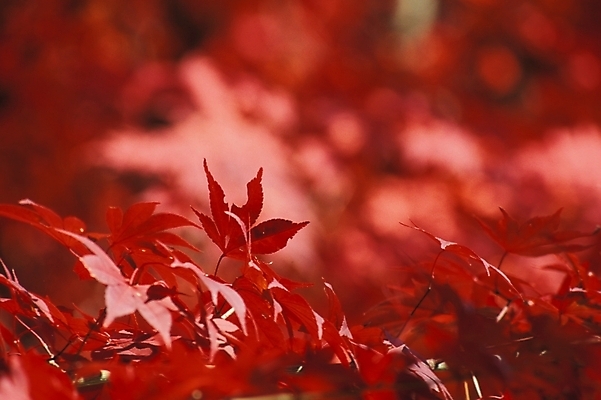 포토 JPG 주간 나무 식물 사계절 계절 단풍 낙엽 자연 단풍나무 나뭇잎 사람없음 야외 가을 국내포토 자연요소 잎 생태계 파일형식