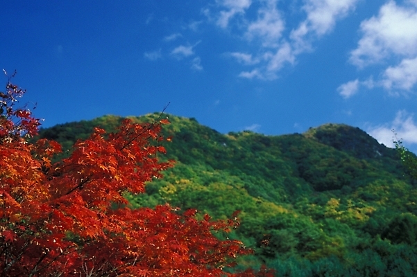 포토 JPG 주간 나무 식물 사계절 계절 단풍 자연 하늘 단풍나무 산 풍경 사람없음 야외 가을 국내포토 자연요소 잎 생태계 파일형식