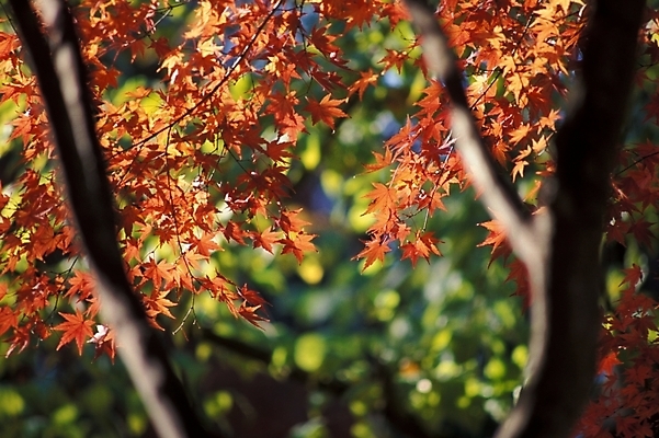 포토 JPG 주간 나무 식물 사계절 계절 단풍 잎 자연 나뭇잎 사람없음 야외 가을 국내포토 자연요소 생태계 파일형식
