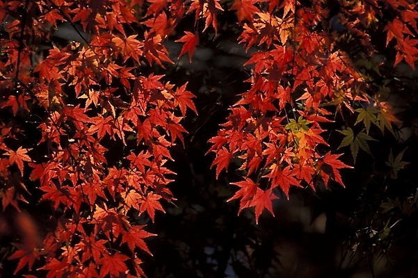 포토 JPG 주간 나무 식물 사계절 계절 단풍 자연 단풍나무 나뭇잎 사람없음 야외 가을 국내포토 자연요소 잎 생태계 파일형식