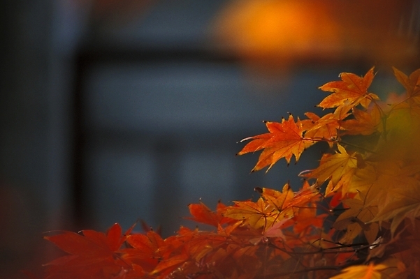 포토 JPG 나무 식물 사계절 계절 단풍 자연 단풍나무 나뭇잎 사람없음 야외 가을 국내포토 잎 생태계 파일형식