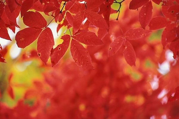 포토 JPG 나무 식물 사계절 계절 단풍 잎 자연 나뭇잎 사람없음 야외 가을 국내포토 생태계 파일형식