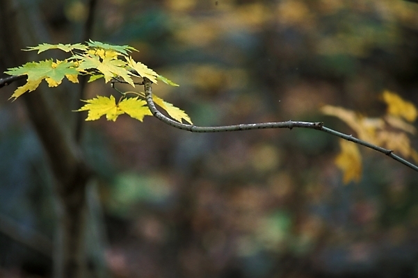 포토 JPG 나무 식물 사계절 계절 단풍 잎 자연 단풍나무 나뭇잎 사람없음 야외 가을 국내포토 생태계 파일형식