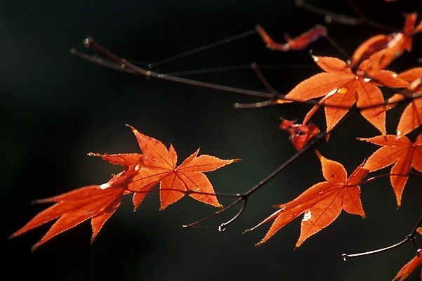 포토 JPG 나무 식물 사계절 계절 단풍 자연 단풍나무 나뭇잎 사람없음 야외 가을 국내포토 잎 생태계 파일형식