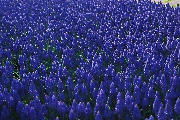 포토 JPG 식물 꽃 여러송이 꽃밭 자연 풍경 사람없음 야외 보라색 루피너스 국내포토 컬러 다수 생태계 파일형식