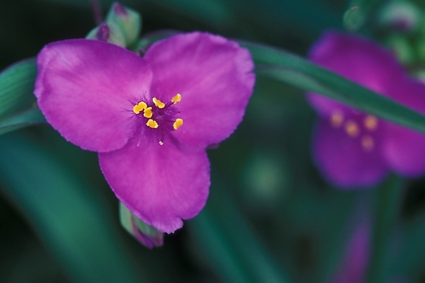 포토 JPG 식물 꽃 화초 여름꽃 자연 근접촬영 사람없음 야외 보라색 두송이 달개비 닭의장풀 국내포토 뷰포인트 컬러 2 생태계 파일형식 여름_계절