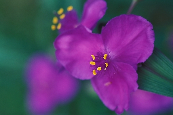 포토 JPG 식물 꽃 화초 여러송이 여름꽃 자연 근접촬영 사람없음 야외 보라색 달개비 닭의장풀 국내포토 뷰포인트 컬러 다수 생태계 파일형식 여름_계절