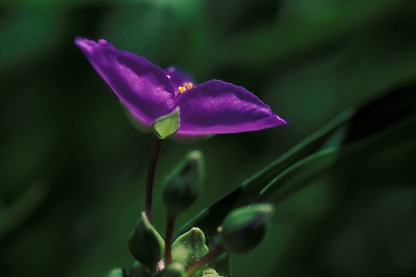 포토 JPG 식물 꽃 화초 한송이 여름꽃 자연 근접촬영 사람없음 야외 보라색 달개비 닭의장풀 국내포토 1 뷰포인트 컬러 생태계 송이 파일형식 여름_계절