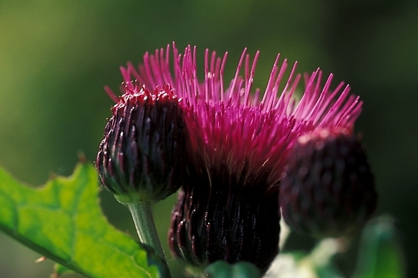 포토 JPG 식물 꽃 여러송이 여름꽃 자연 근접촬영 사람없음 야외 엉겅퀴 국내포토 뷰포인트 다수 생태계 파일형식 여름_계절