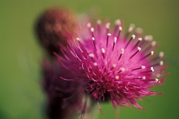 포토 JPG 식물 꽃 한송이 여름꽃 자연 근접촬영 사람없음 야외 엉겅퀴 국내포토 1 뷰포인트 생태계 송이 파일형식 여름_계절