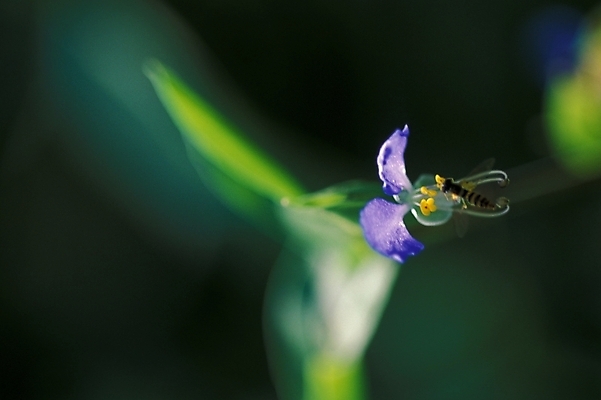 포토 JPG 식물 꽃 곤충 한송이 여름꽃 자연 근접촬영 사람없음 야외 꿀벌 벌 달개비 닭의장풀 국내포토 동물 1 뷰포인트 벌_곤충 생태계 송이 파일형식 여름_계절