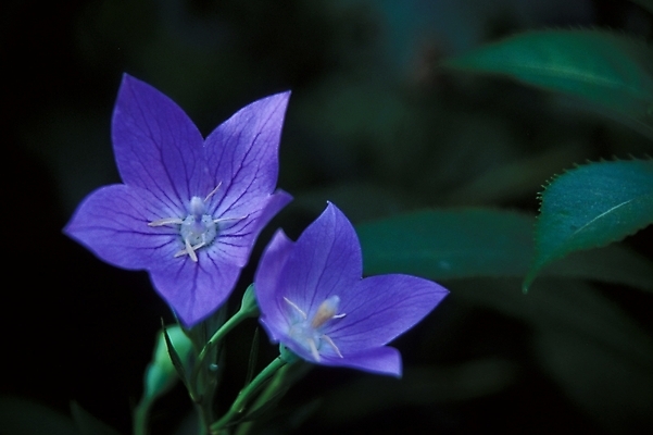 포토 JPG 식물 꽃 여름꽃 자연 근접촬영 사람없음 야외 두송이 도라지꽃 국내포토 뷰포인트 2 생태계 파일형식 여름_계절