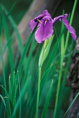 포토 JPG 식물 꽃 화초 한송이 자연 사람없음 야외 아이리스 붓꽃 국내포토 1 생태계 송이 파일형식