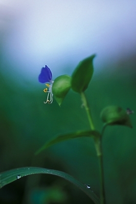 포토 JPG 식물 꽃 화초 한송이 여름꽃 자연 사람없음 야외 물방울 이슬 달개비 닭의장풀 국내포토 1 생태계 송이 파일형식 여름_계절
