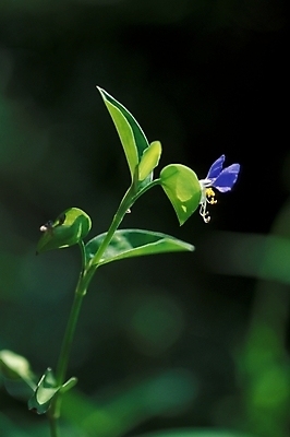 포토 JPG 식물 꽃 화초 한송이 여름꽃 자연 사람없음 야외 달개비 닭의장풀 국내포토 1 생태계 송이 파일형식 여름_계절