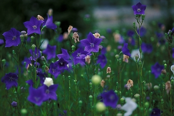 포토 JPG 식물 꽃 여러송이 여름꽃 자연 사람없음 야외 들꽃 도라지꽃 국내포토 다수 생태계 파일형식 여름_계절