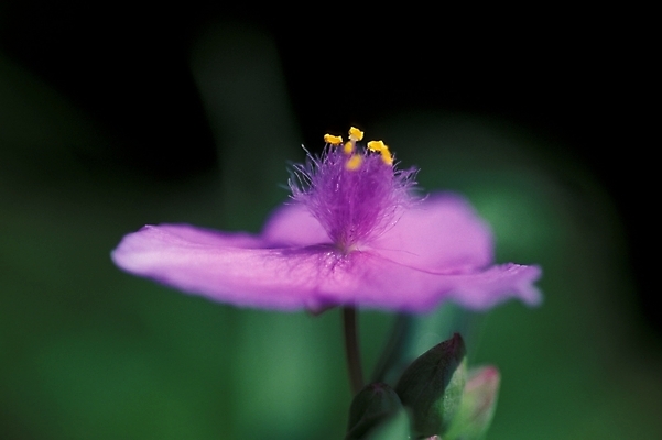 포토 JPG 식물 꽃 한송이 여름꽃 자연 사람없음 야외 들꽃 달개비 닭의장풀 국내포토 1 생태계 송이 파일형식 여름_계절
