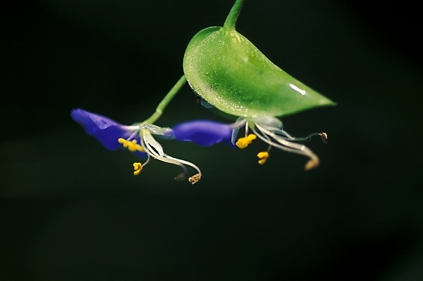 포토 JPG 식물 꽃 화초 여름꽃 자연 사람없음 야외 들꽃 달개비 닭의장풀 국내포토 생태계 파일형식 여름_계절