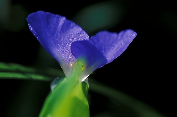 포토 JPG 식물 꽃 화초 한송이 여름꽃 자연 사람없음 야외 들꽃 달개비 닭의장풀 국내포토 1 생태계 송이 파일형식 여름_계절