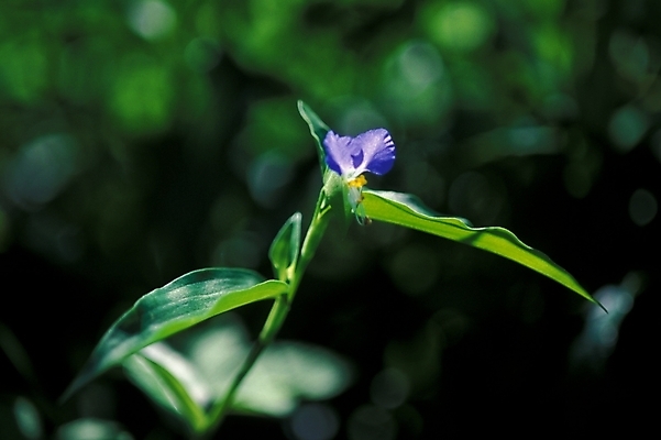 포토 JPG 식물 꽃 화초 한송이 여름꽃 자연 사람없음 야외 달개비 닭의장풀 국내포토 1 생태계 송이 파일형식 여름_계절