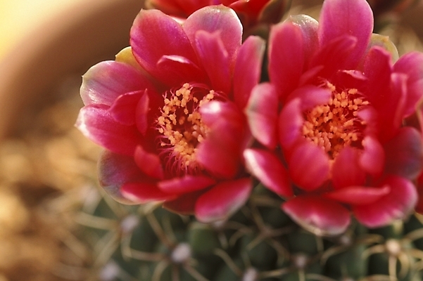 포토 JPG 식물 꽃 화초 선인장 사람없음 두송이 선인장꽃 국내포토 2 파일형식