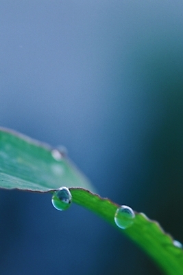 포토 JPG 식물 잎 근접촬영 사람없음 야외 초록색 물 물방울 풀 풀잎 이슬 국내포토 자연요소 뷰포인트 컬러 풀_식물 파일형식