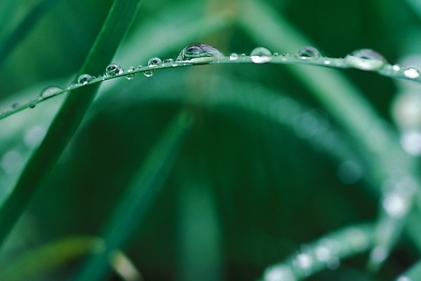 포토 JPG 식물 잎 근접촬영 사람없음 야외 초록색 물 물방울 풀 풀잎 이슬 국내포토 자연요소 뷰포인트 컬러 풀_식물 파일형식