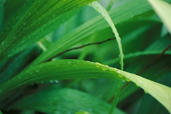 포토 JPG 식물 잎 근접촬영 사람없음 초록색 물 물방울 풀 풀잎 이슬 국내포토 자연요소 뷰포인트 컬러 풀_식물 파일형식