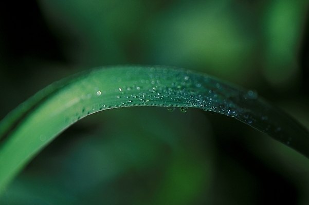 포토 JPG 식물 잎 근접촬영 사람없음 초록색 물 물방울 풀 풀잎 이슬 국내포토 자연요소 뷰포인트 컬러 풀_식물 파일형식