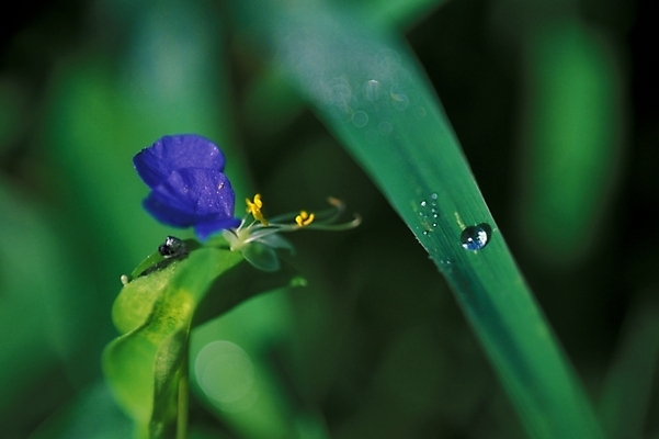 포토 JPG 식물 꽃 잎 여름꽃 자연 근접촬영 사람없음 초록색 물 물방울 풀 풀잎 이슬 달개비 닭의장풀 국내포토 자연요소 뷰포인트 컬러 풀_식물 생태계 파일형식 여름_계절
