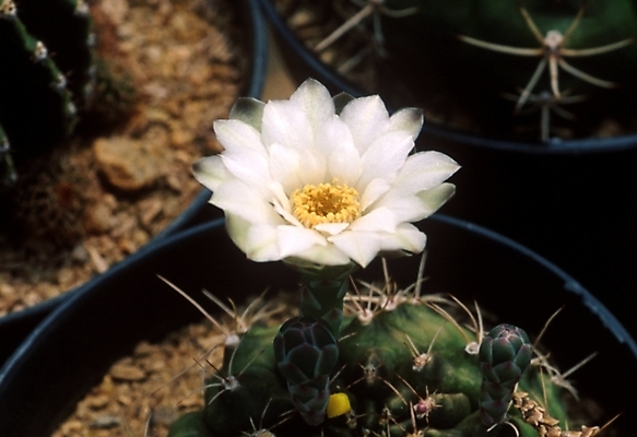 포토 JPG 식물 꽃 한송이 선인장 근접촬영 사람없음 흰색 선인장꽃 국내포토 1 뷰포인트 컬러 송이 파일형식