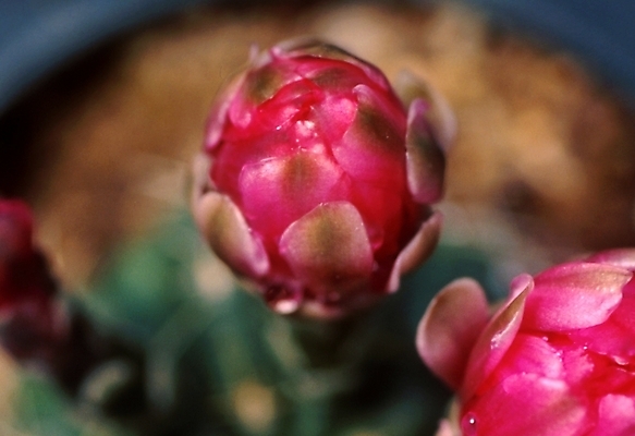 포토 JPG 식물 꽃 선인장 근접촬영 사람없음 두송이 선인장꽃 국내포토 뷰포인트 2 파일형식