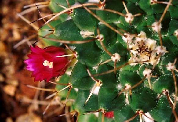 포토 JPG 식물 꽃 선인장 근접촬영 사람없음 가시 선인장꽃 국내포토 뷰포인트 파일형식