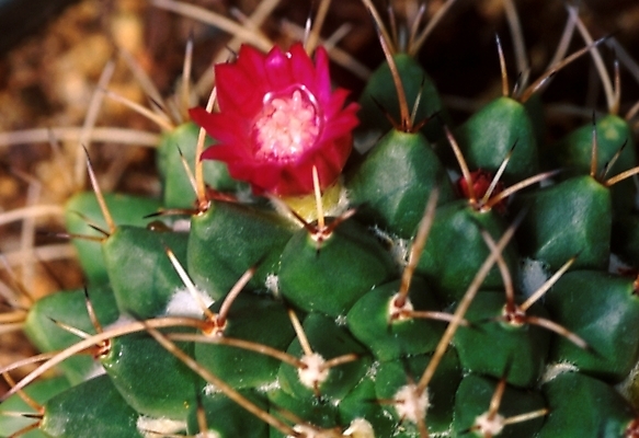 포토 JPG 식물 꽃 선인장 근접촬영 사람없음 가시 선인장꽃 국내포토 뷰포인트 파일형식