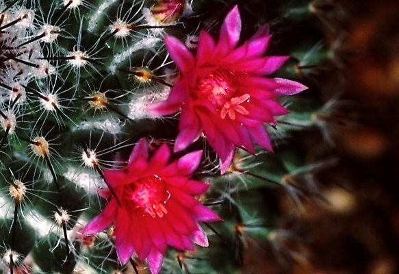 포토 JPG 식물 꽃 선인장 근접촬영 사람없음 가시 선인장꽃 국내포토 뷰포인트 파일형식