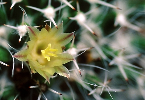 포토 JPG 식물 꽃 선인장 근접촬영 사람없음 가시 선인장꽃 국내포토 뷰포인트 파일형식